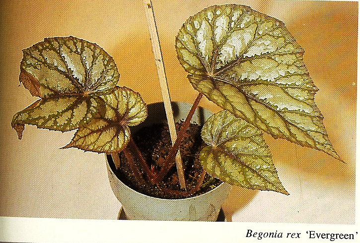 B. ‘Evergreen’